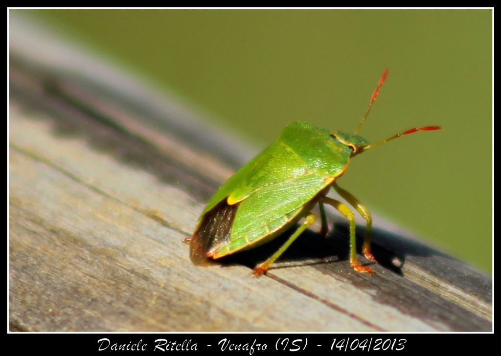 Pentatomidae: Palomena prasina del Molise (IS)